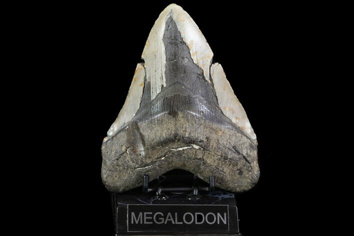 Megalodon Tooth From North Carolina - Beastly! #75505